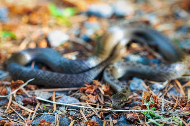 istock Non venomous Smooth snake, Coronella austriaca 1255368792