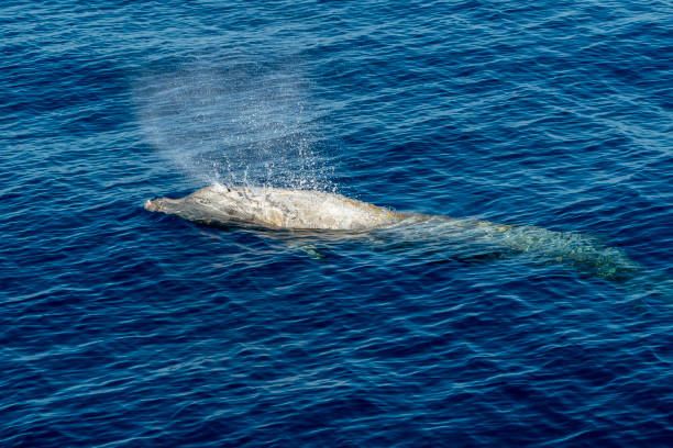 istock white Rare Goose Beaked whale dolphin Ziphius cavirostris 1255370357