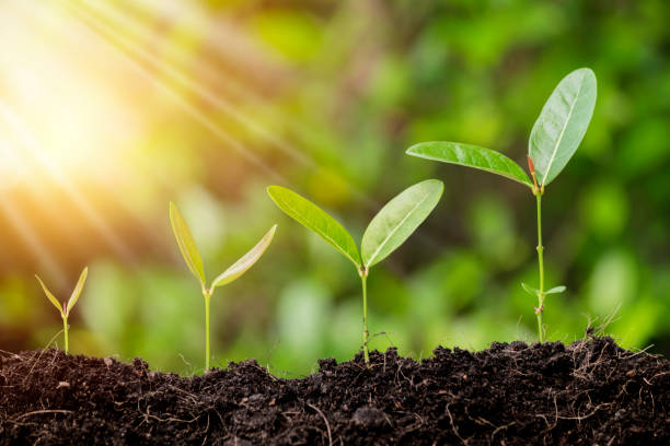 Little green seedlings growing in soil against blurred background