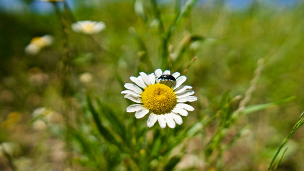 istock Daisy. White daisy field. Black beetle on white daisy. 1255371750