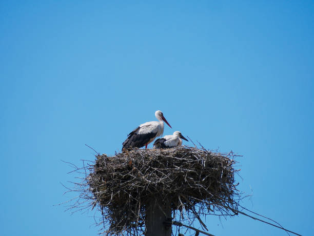 istock Mother Stork And His Children 1255371790