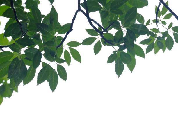 istock Tropical tree leaves with branches on white isolated background for green foliage backdrop 1255372845