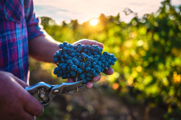 azienda agricola che tiene le uve raccolte - winemaking grape harvesting crop foto e immagini stock