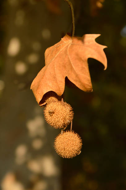 istock seed balls of plane tree close up 1255374049
