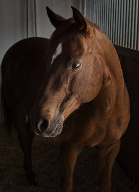 istock beautiful horse standing in his barn looking at the camera 1255374572