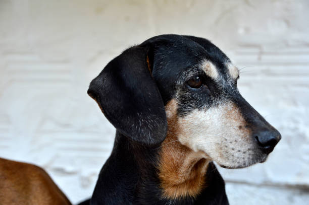istock portrait of black daschund 1255374690