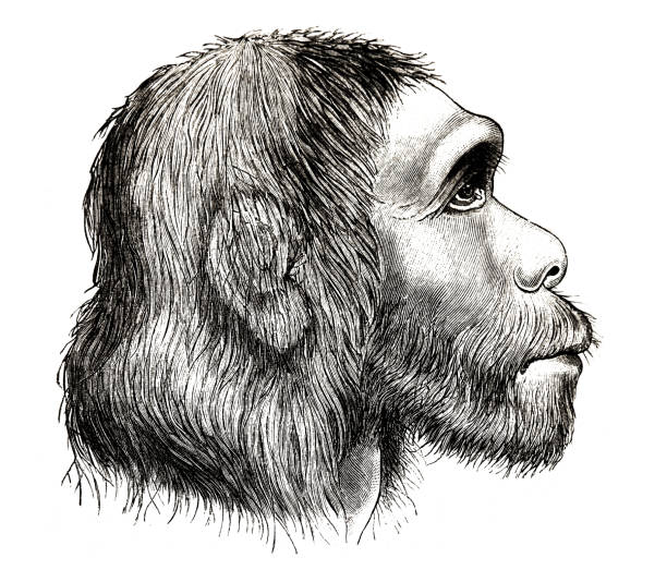 голова неандертальца, вид сбоку - neanderthal stock illustrations