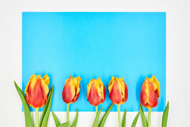 istock Top view on red-yellow tulips lying on a white-blue background with copy space 1255379720