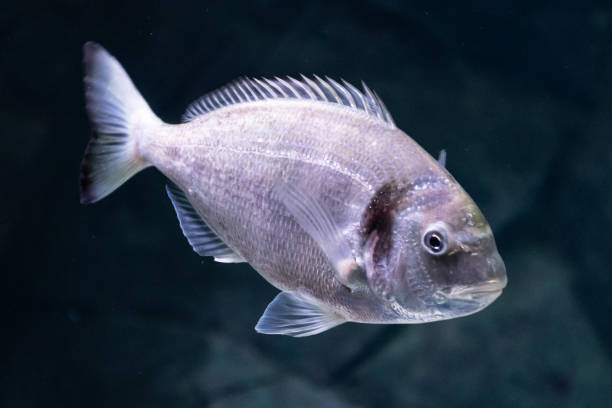 istock Beautiful sea bream, gilt-head or orata 1255380045