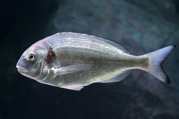 istock Beautiful sea bream, gilt-head or orata 1255380048