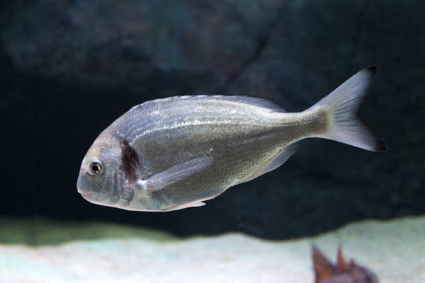 istock Beautiful sea bream, gilt-head or orata 1255380049