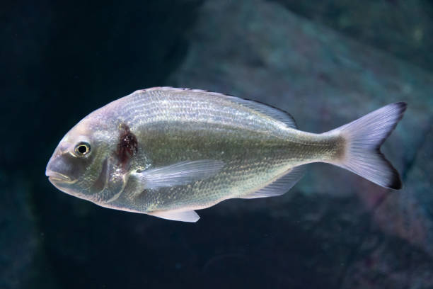 istock Beautiful sea bream, gilt-head or orata 1255380059