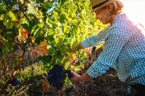 Woman harvesting the grapes in vineyard