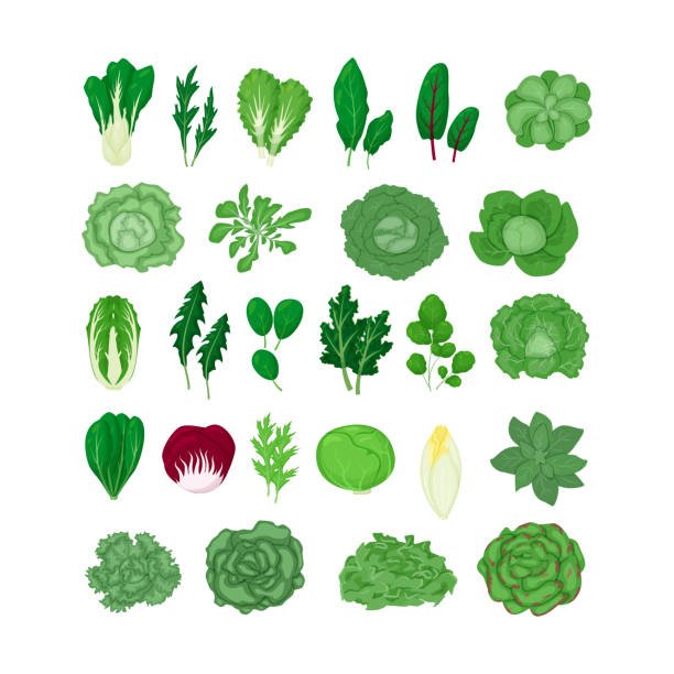 ilustraciones, imágenes clip art, dibujos animados e iconos de stock de ensalada verde hojas de verduras establecen ilustración vectorial aislada sobre fondo blanco. hoja de lechuga natural. - arugula salad plant leaf