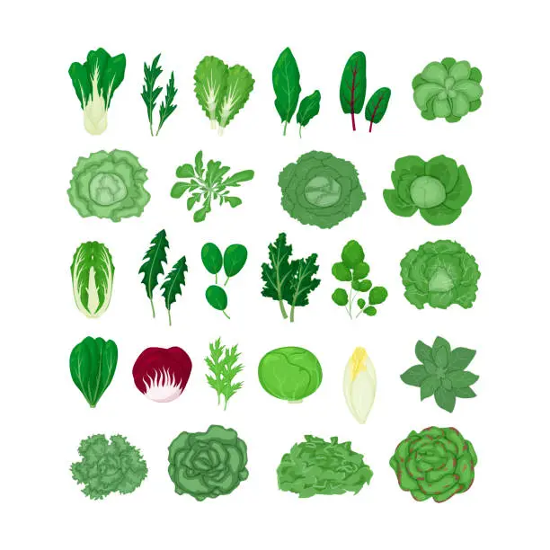 Vector illustration of Green salad vegetables leaves set vector illustration isolated on white background. Natural lettuce leaf.