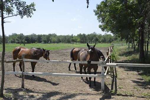 Horses in a corral near stables