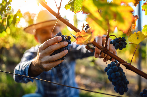 a bunch of ripening grapes with green leaves on a vineyard background