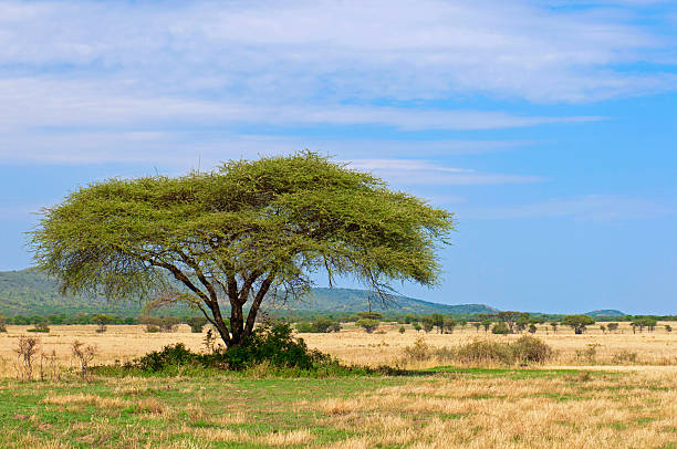 istock Acacia tree in african savanna 125538282