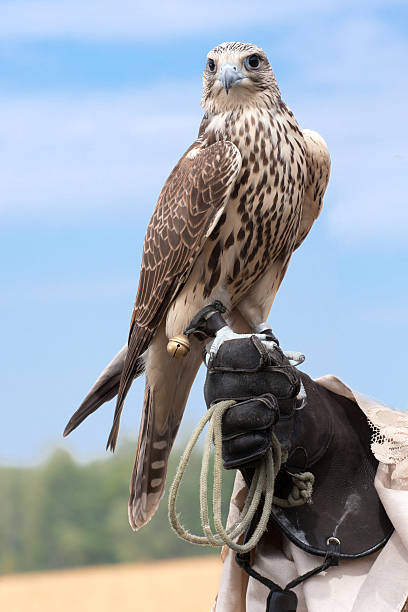 istock Falcon on falconers hand 125538304