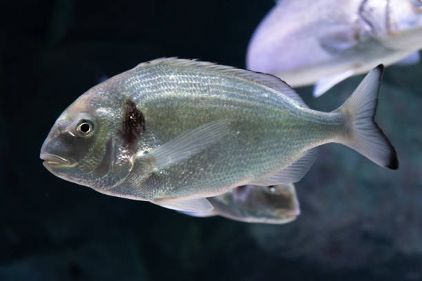 istock Beautiful sea bream, gilt-head or orata 1255383353