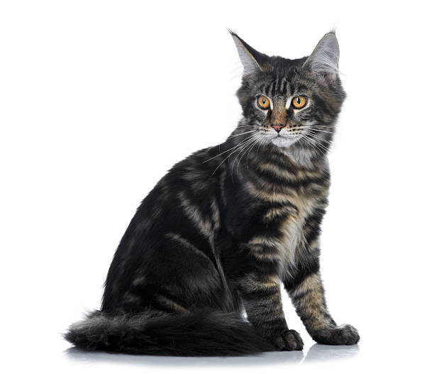 istock Maine Coon kitten. Age - 3 month 125538401