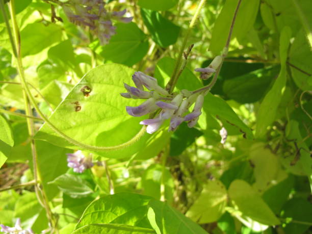 istock Potato bean with flowers, American Apios 1255385977