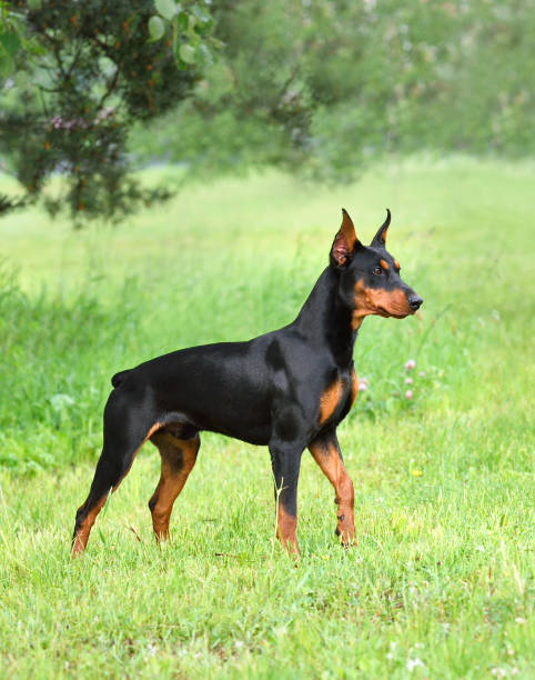 istock Tan-and-black German Pinscher 1255386158