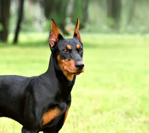 Tan-and-black German Pinscher or Doberman dog with cropped tail and ears on green grass backgraund