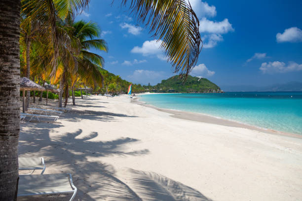 istock palm trees on Deadman's beach, Peter Island 1255386179