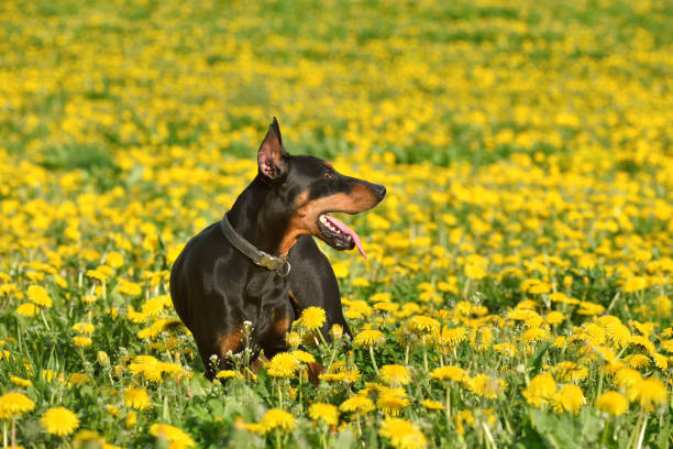 istock Tan-and-black German Pinscher 1255386262
