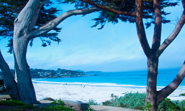 istock Pacific Costal View with wind blown cypress trees-Carmel California 1255387513