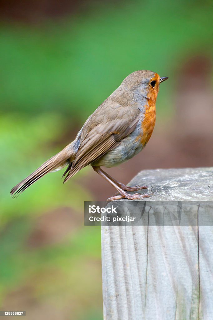 Di uccello - Foto stock royalty-free di Ambientazione esterna