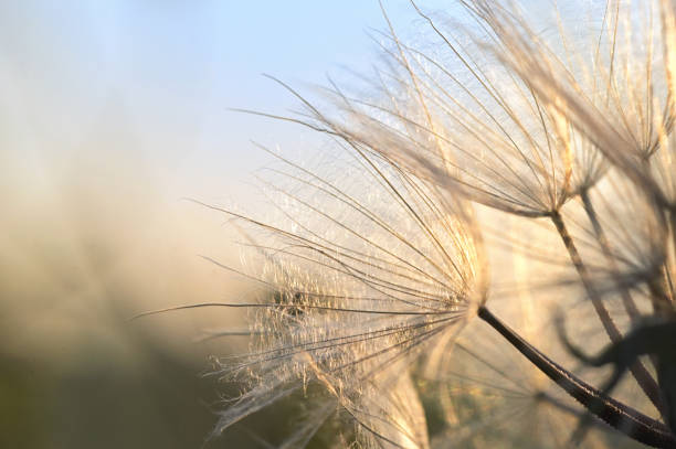 istock Closeup Dandelion on Field at Sunset In Nature 1255388885