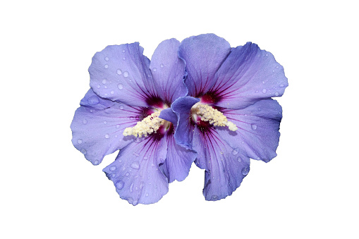 Detail of Hibiscus syriacus flower 'Blue Bird' with rain drops, isolated on white background