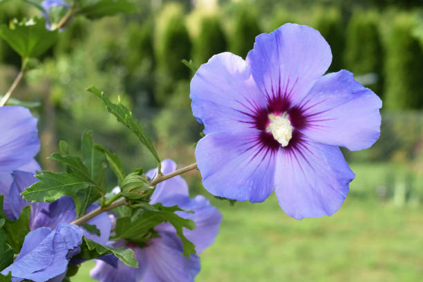 ハイビスカスシリアカス「ブルーバード」 - stem pollen hibiscus beauty in nature ストックフォトと画像