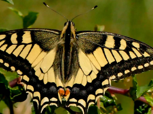 istock swallowtail butterfly in summer in Germany 1255390165