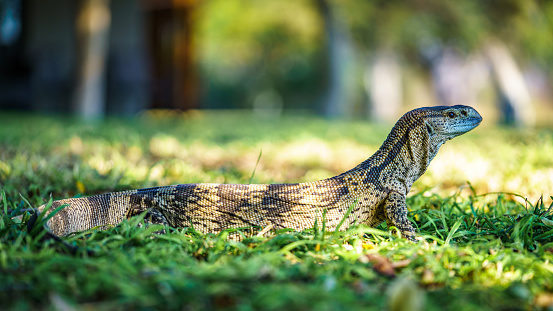 wild monitor lizard in kruger national park in mpumalanga in south africa