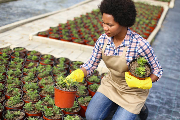 istock Woman working in a garden center 1255391133