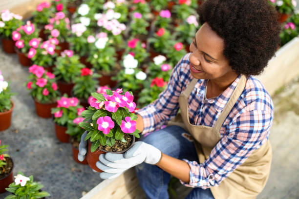istock Growing petunia flowers 1255391266