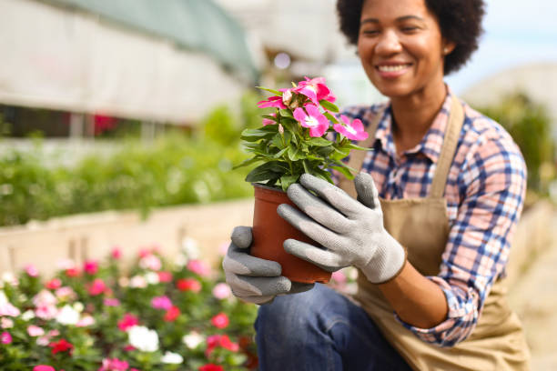istock Growing petunia flowers 1255391272