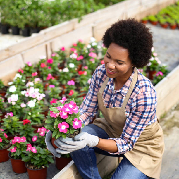 istock Beautiful petunia flowers 1255391276