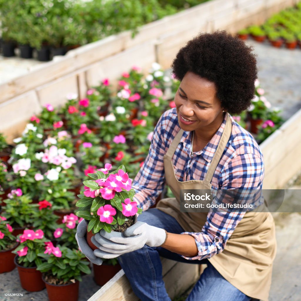 Beautiful petunia flowers Mid adult florist working in a plant nursery. About 35 years old, African female. Garden Center Stock Photo