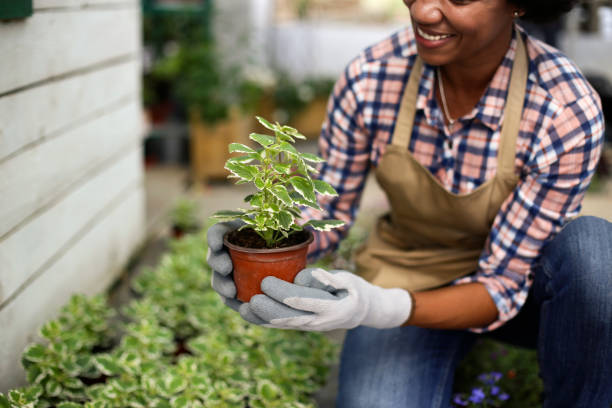 istock African woman working in a plant nursery 1255391349