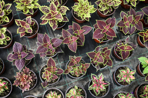 Potted coleus plants in a plant nursery.