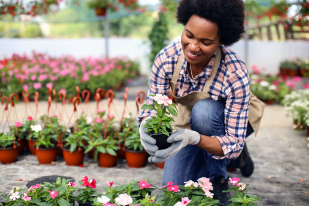 istock Woman working in a greenhouse 1255391555