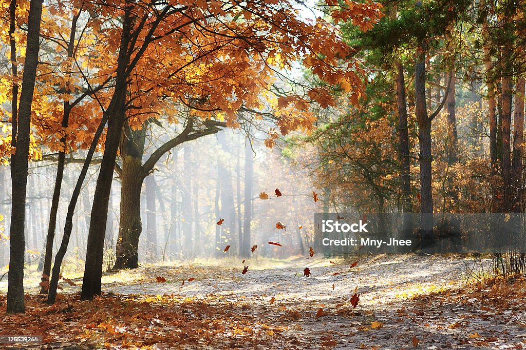 Fall Falling oak leaves on the scenic autumn forest illuminated by morning sun Autumn Stock Photo