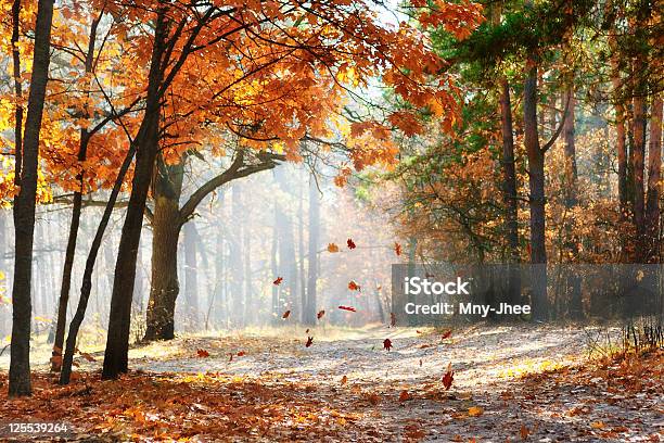 Fall Stock Photo - Download Image Now - Autumn, Back Lit, Beauty In Nature