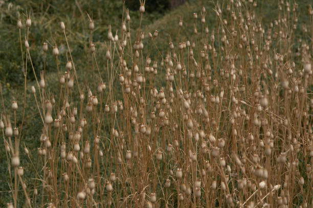 istock Little flowers at the camp 1255392865
