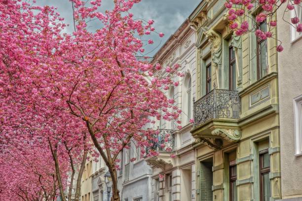 Cherry blossoms Cheery blossom trees in Germany Bonn bonn photos stock pictures, royalty-free photos & images