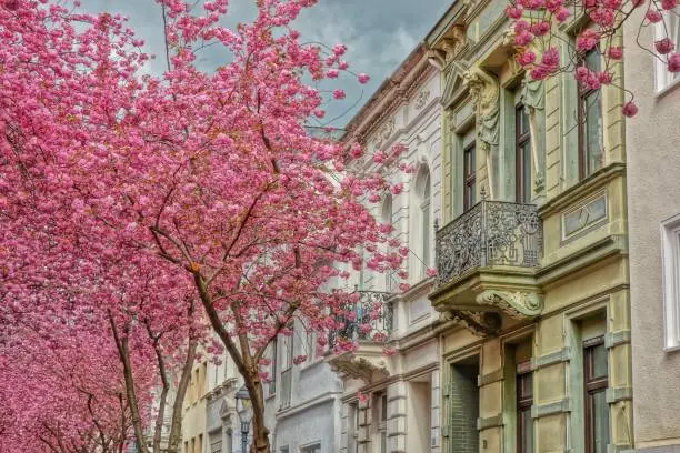 Cheery blossom trees in Germany Bonn